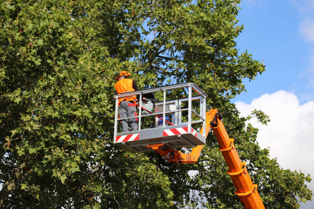 How Our Tree Care Process Works  in Menard, TX